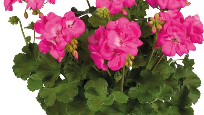 Pelargonium interspécific TOSCANA® GALAXYTM Rose (Graines Voltz).